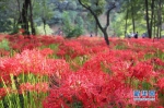 这几种“致命”植物就潜伏在我们身边，还与佛教关系密切 - 中国西藏网