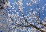 实拍：仓央嘉措拜过的“普贤道场”山下绿树成荫，山上却能赏雪景 - 中国西藏网