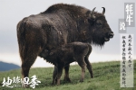这东西太奢侈 30头牦牛才做一件 时尚界都还没普及 - 中国西藏网