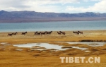 藏北是我们人类爱与和谐精神的冶炼场 - 中国西藏网