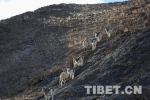 藏北是我们人类爱与和谐精神的冶炼场 - 中国西藏网