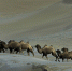 它们是世界濒危的“有蹄类动物” 有些惟中国独有 - 中国西藏网