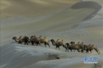 它们是世界濒危的“有蹄类动物” 有些惟中国独有 - 中国西藏网