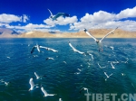 洛桑江村：以严格的制度、有力的措施保护西藏碧水蓝天 - 中国西藏网