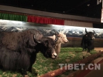 首博参观牦牛展 别比宝宝懂得少 - 中国西藏网
