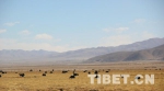 来西藏，请你吃有“身份证”的放心牦牛肉 - 中国西藏网