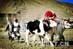 春三月，耕牛犁出泥土的芳香 - 中国西藏网