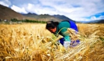 青稞新品种促西藏农牧民增产增收 - 新华网西藏