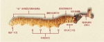 网购10年资深买家手把手教你识别真虫草 - 中国西藏网