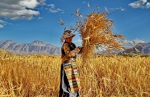 西藏将用200万亩高标准农田保住耕地红线 - 中国西藏网