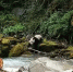 四川宝兴藏族乡村民“巧遇”一野生大熊猫下山喝水 - 中国西藏网