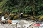 四川宝兴藏族乡村民“巧遇”一野生大熊猫下山喝水 - 中国西藏网