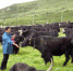 「高原畜牧新成就」优先生态安全 落地实用技术 工作用心用情 - 中国西藏网