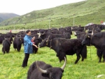 「高原畜牧新成就」优先生态安全 落地实用技术 工作用心用情 - 中国西藏网