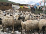 「高原畜牧新成就」“班禅项目”让牧民吃上绿水青山的“生态饭” - 中国西藏网
