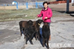 「高原畜牧新成就」阎萍：我和牧民有个约会 - 中国西藏网
