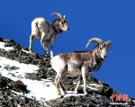 青藏高原上珍贵的野生动物 - 中国西藏网