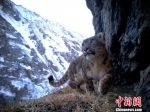 青藏高原上珍贵的野生动物 - 中国西藏网
