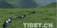 新一代学子继续献身青藏高原畜牧业科研项目 - 中国西藏网