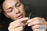 “虫草少年”罗拉的致富之道 - 中国西藏网