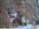 青海玉树发现雪豹幼崽 初证为本地种群 - 中国西藏网