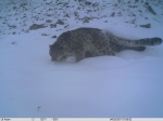 卧龙保护区小范围内拍到9只雪豹 最近一次记录就在11天前 - 中国西藏网