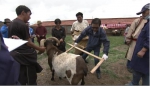 高原畜牧业今非昔比（一）：专家带给牧区的 “宝贝” - 中国西藏网