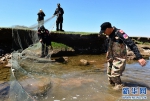 民间与政府合力促青海湖湟鱼种群恢复 - 中国西藏网
