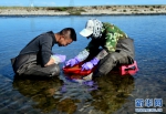 民间与政府合力促青海湖湟鱼种群恢复 - 中国西藏网
