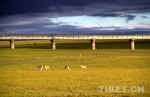 青藏高原最美铁路之旅 一眼望四季 - 中国西藏网
