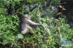 雨中探访香格里拉滇金丝猴国家公园 - 中国西藏网