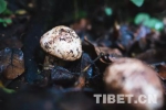 诞生在世界最大峡谷的“绝世好松茸” - 中国西藏网