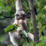 探访香格里拉滇金丝猴国家公园：活跃猴群引游客观赏 - 中国西藏网