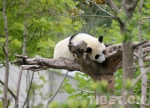 神树坪基地游人与“功夫熊猫”亲密接触 - 中国西藏网