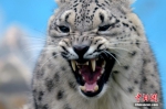 青藏高原野生动物园发布一组雪豹公主“写真照” - 中国西藏网