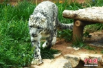 青藏高原野生动物园发布一组雪豹公主“写真照” - 中国西藏网