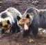 青海玉树摄影师拍摄到棕熊“母子” 萌态百出 - 中国西藏网
