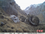 它是雪山之王　霸气外露却又亟待保护 - 中国西藏网