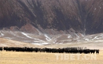 高原野生动物守护者 从普通农牧民到生态卫士的华丽转身 - 中国西藏网