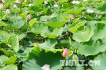 「共舞长江经济带」岳阳市新农村建设“非同小可”：农产品远销海内外 - 中国西藏网